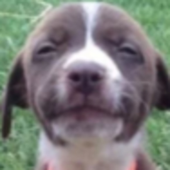 Meet your Posher, Piper - Picture 1 of 1